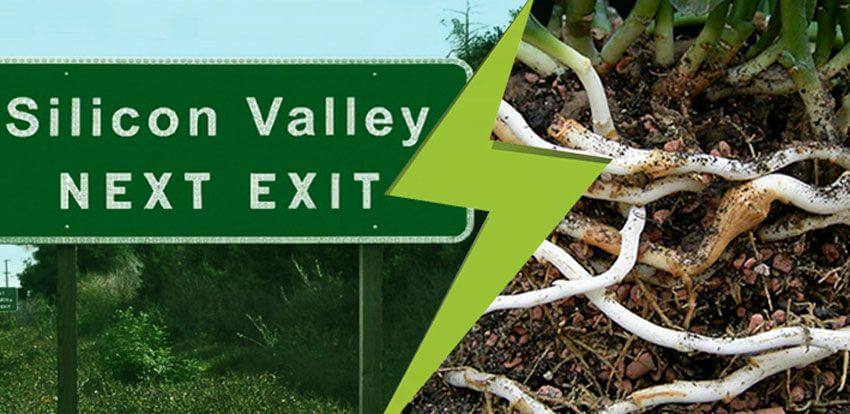 Silicon Valley et rhizome : terreaux modèles pour l’innovation ?