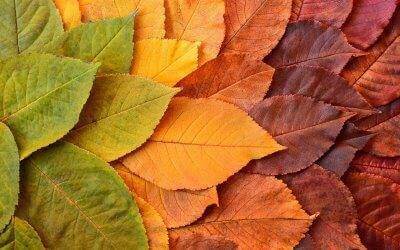 Transformez les défis d’innovation en opportunités de croissance